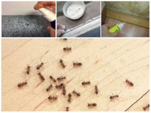 санобработка от муравьев